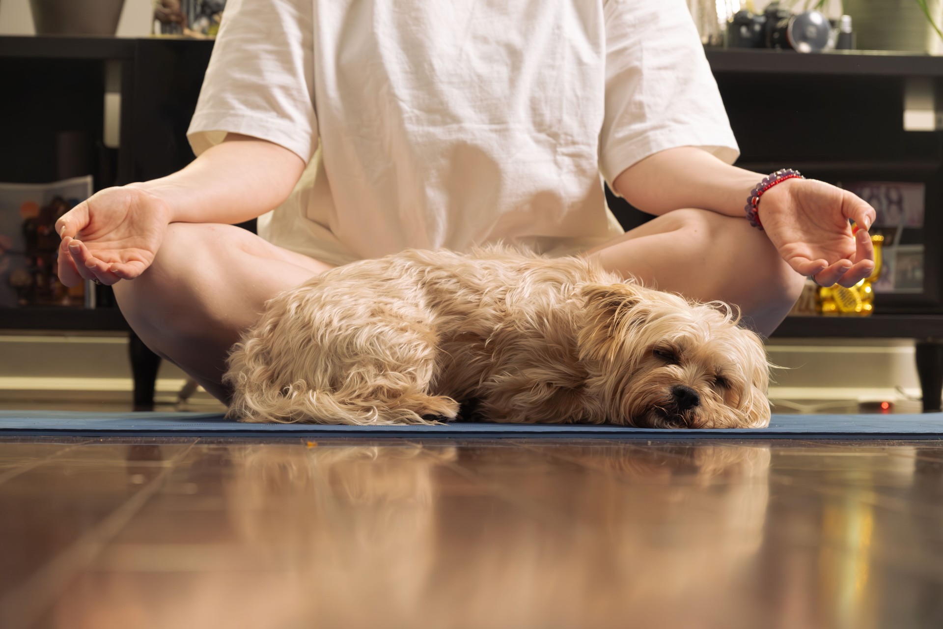 Unrecognizable woman in Sukhasana or meditation pose with her dog sleeping at home
